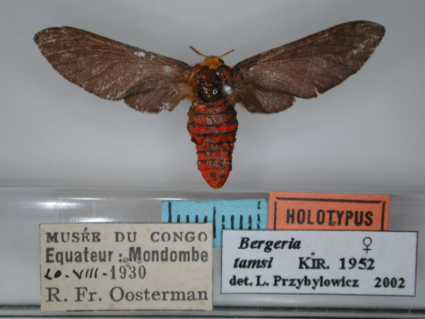 /filer/webapps/moths/media/images/T/tamsi_Bergeria_HT_RMCA_01.jpg