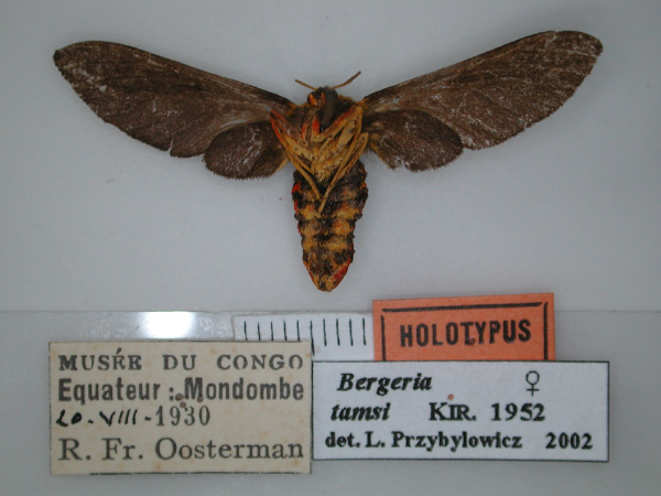 /filer/webapps/moths/media/images/T/tamsi_Bergeria_HT_RMCA_02.jpg