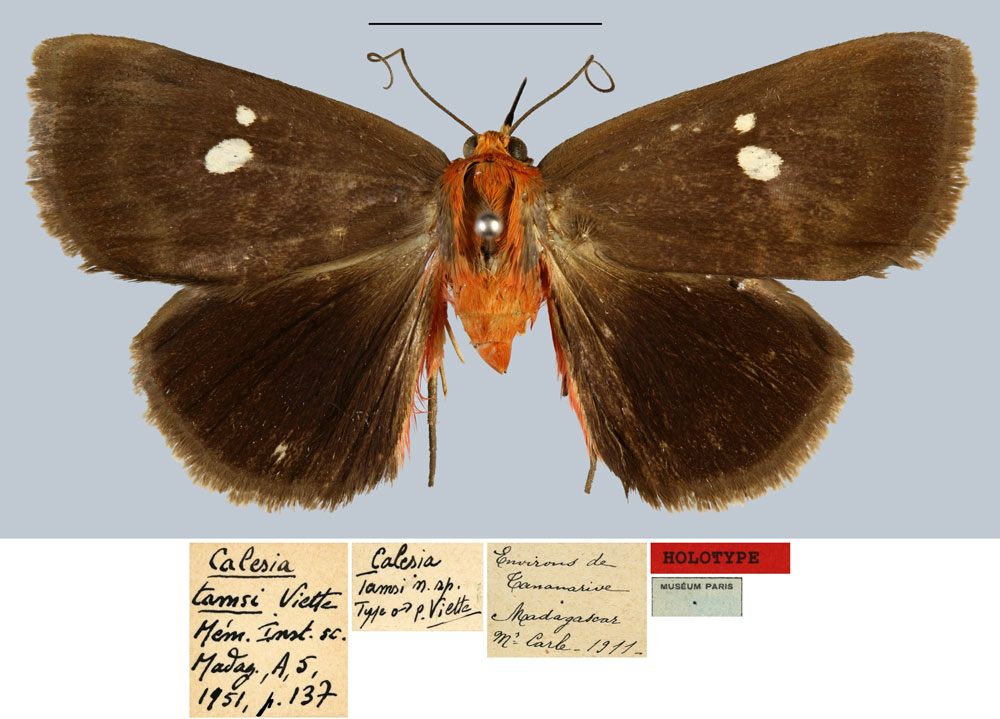 /filer/webapps/moths/media/images/T/tamsi_Calesia_HT_MNHNa.jpg