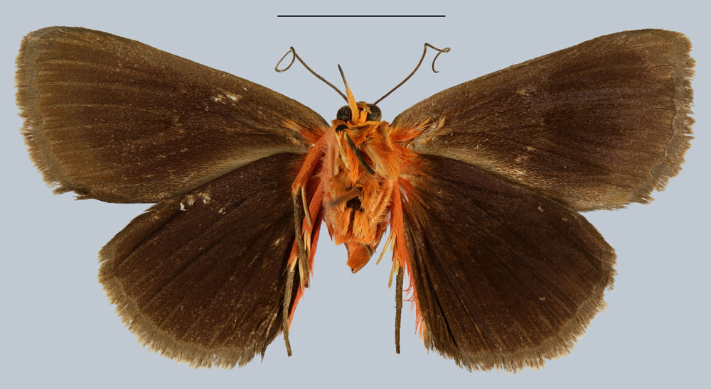/filer/webapps/moths/media/images/T/tamsi_Calesia_HT_MNHNb.jpg