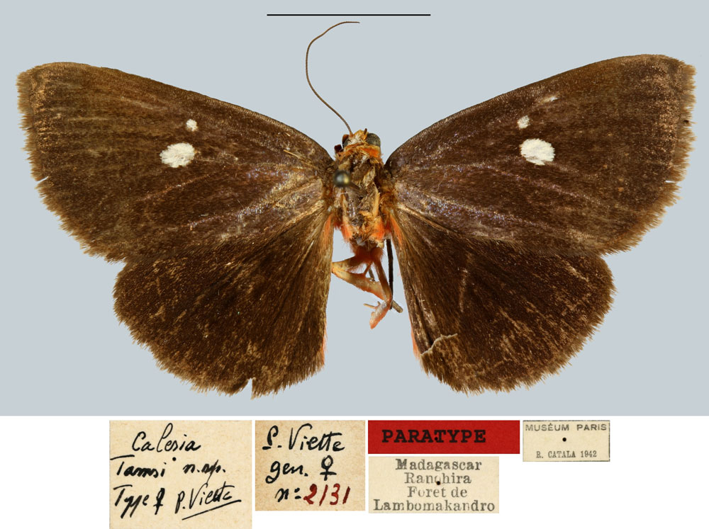 /filer/webapps/moths/media/images/T/tamsi_Calesia_PTF_MNHNa.jpg