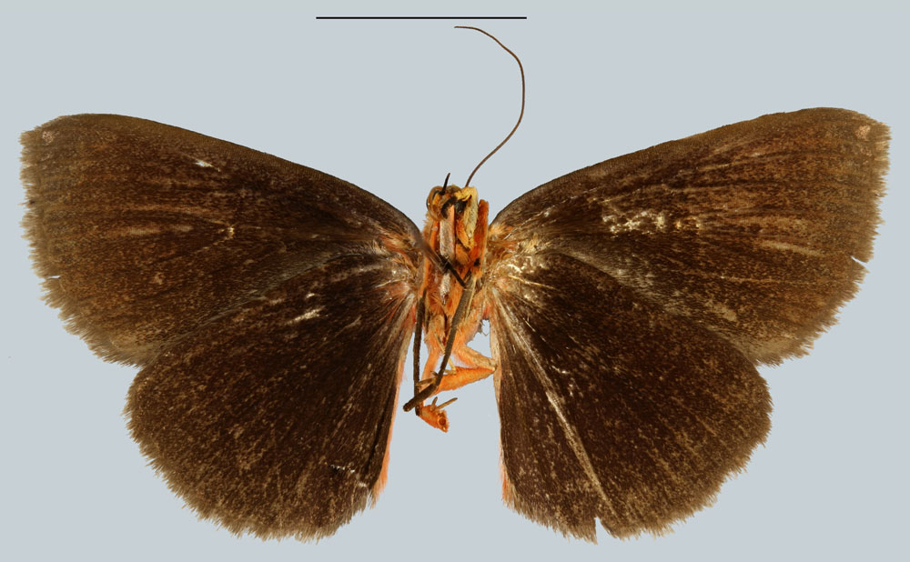 /filer/webapps/moths/media/images/T/tamsi_Calesia_PTF_MNHNb.jpg