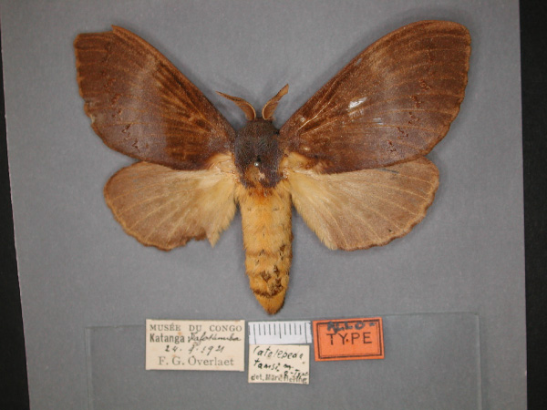 /filer/webapps/moths/media/images/T/tamsi_Catalebeda_AT_RMCA_01.jpg