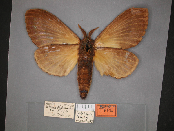 /filer/webapps/moths/media/images/T/tamsi_Catalebeda_AT_RMCA_02.jpg