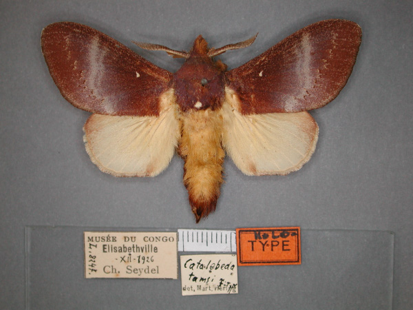 /filer/webapps/moths/media/images/T/tamsi_Catalebeda_HT_RMCA_01.jpg