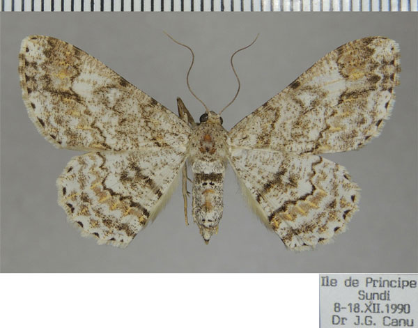 /filer/webapps/moths/media/images/T/tamsi_Cleora_AF_ZSM_01.jpg