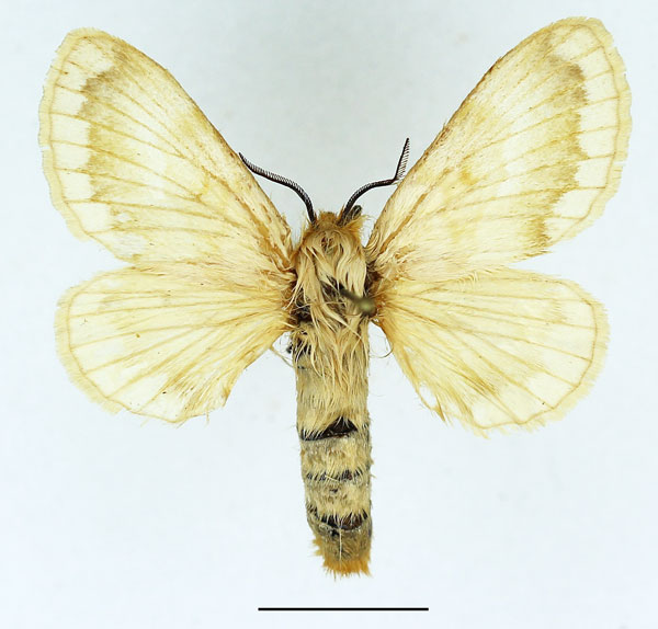 /filer/webapps/moths/media/images/T/tamsi_Diaphoromorpha_AF_Basquin_02.jpg