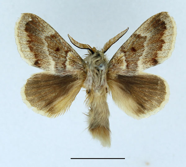 /filer/webapps/moths/media/images/T/tamsi_Diaphoromorpha_AM_Basquin_01.jpg