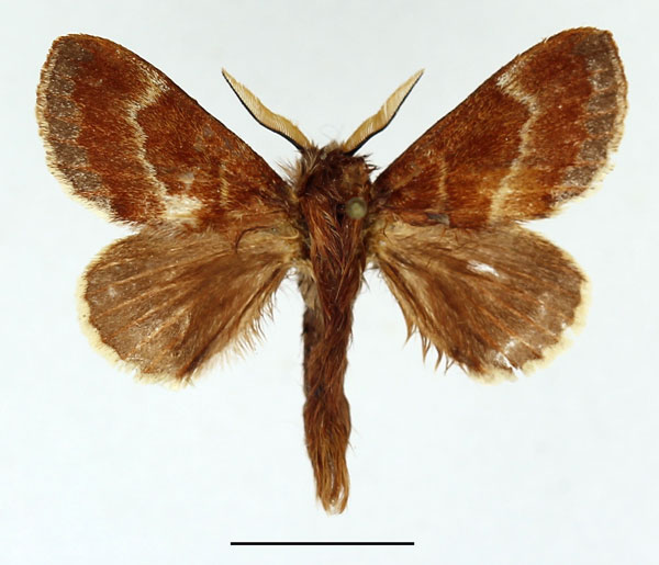 /filer/webapps/moths/media/images/T/tamsi_Diaphoromorpha_AM_Basquin_02.jpg