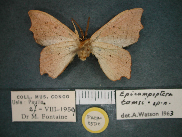 /filer/webapps/moths/media/images/T/tamsi_Epicampoptera_PT_RMCA_02.jpg