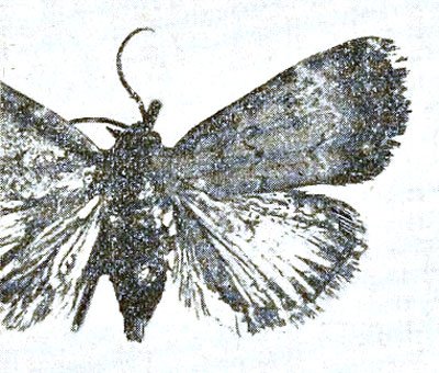 /filer/webapps/moths/media/images/T/tamsi_Eulocastra_HT_MSNM.jpg