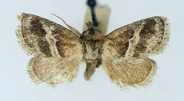 /filer/webapps/moths/media/images/T/tamsi_Halseyia_AM_TMSA_01.jpg