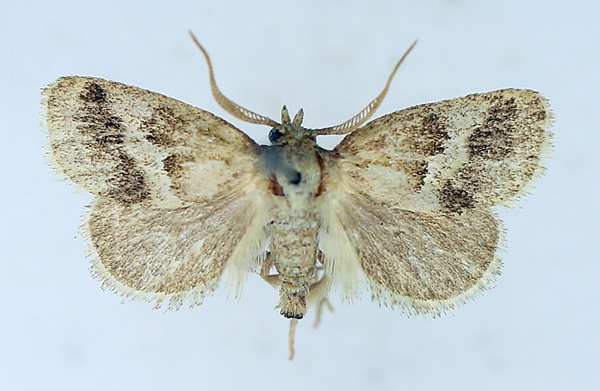 /filer/webapps/moths/media/images/T/tamsi_Halseyia_AM_TMSA_02.jpg
