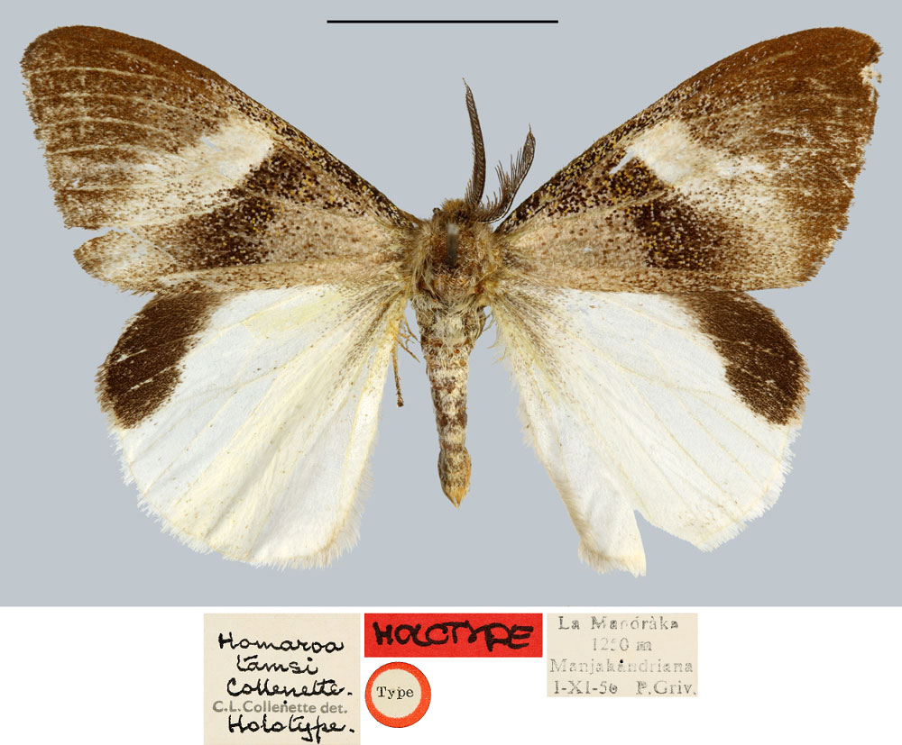/filer/webapps/moths/media/images/T/tamsi_Homaroa_HT_MNHN.jpg