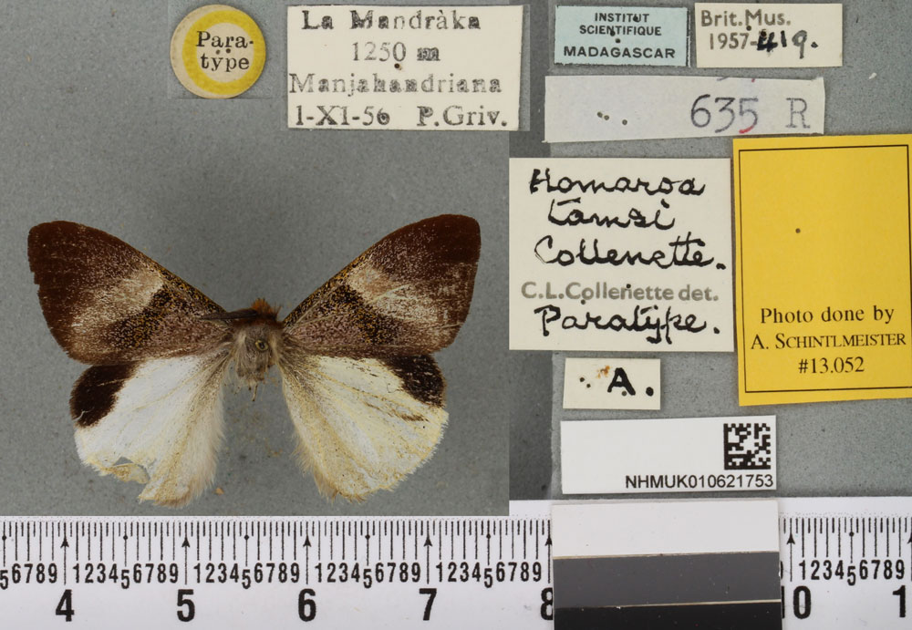 /filer/webapps/moths/media/images/T/tamsi_Homaroa_PTM_BMNHa.jpg
