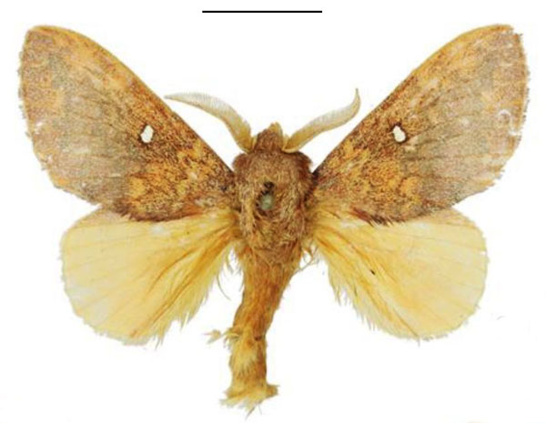 /filer/webapps/moths/media/images/T/tamsi_Hypotrabala_HT_ANHRT.jpg