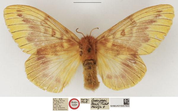 /filer/webapps/moths/media/images/T/tamsi_Lechriolepis_HT_NHMUK.jpg