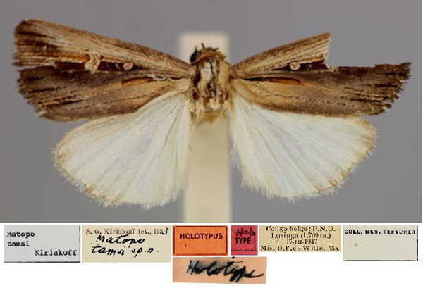 /filer/webapps/moths/media/images/T/tamsi_Matopo_HT_RMCA_01.jpg