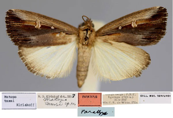 /filer/webapps/moths/media/images/T/tamsi_Matopo_PT_RMCA_01.jpg