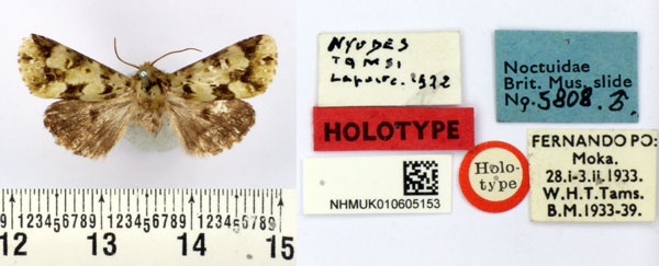 /filer/webapps/moths/media/images/T/tamsi_Nyodes_HT_BMNH.jpg