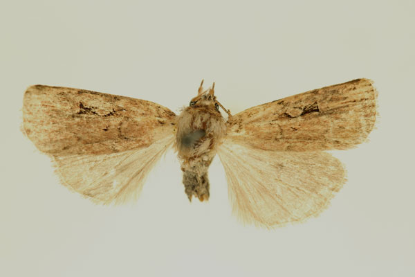/filer/webapps/moths/media/images/T/tamsi_Ochropleura_AM_RMCA.jpg