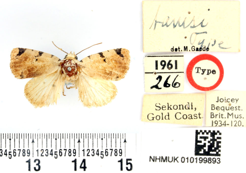 /filer/webapps/moths/media/images/T/tamsi_Oglasa_HT_BMNH.jpg