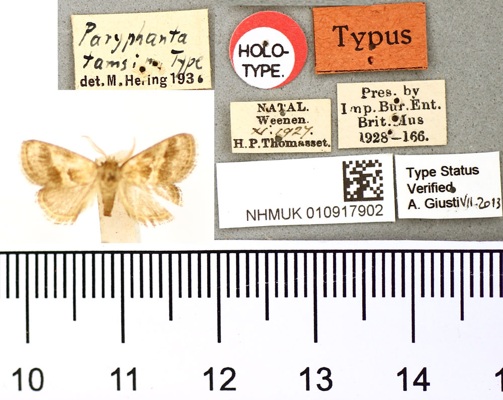/filer/webapps/moths/media/images/T/tamsi_Paryphanta_HT_BMNH.jpg
