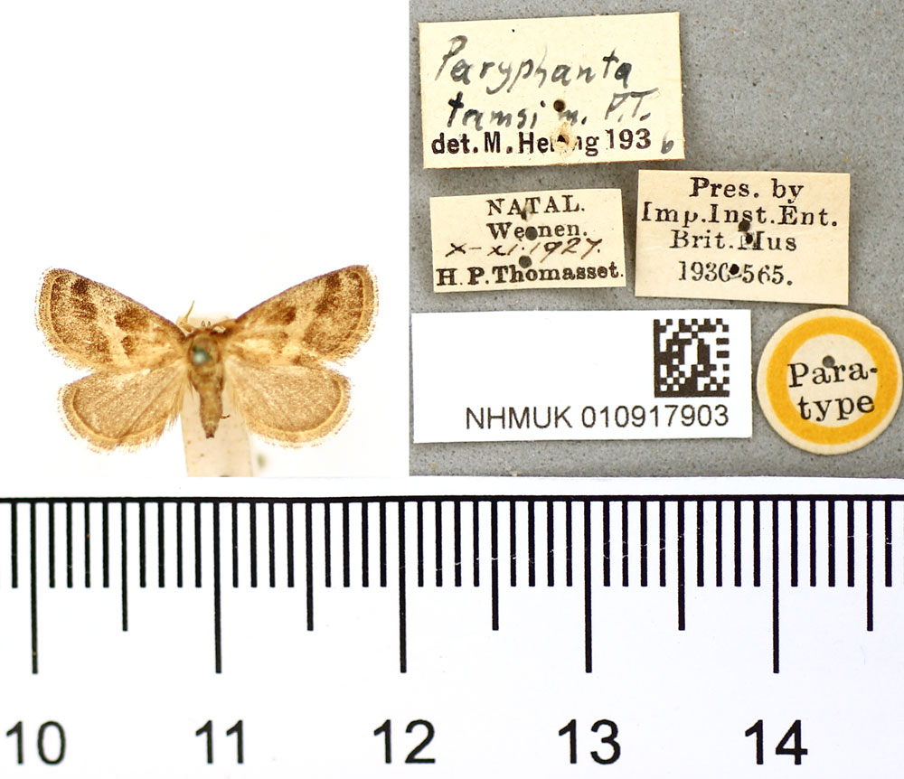 /filer/webapps/moths/media/images/T/tamsi_Paryphanta_PT_BMNH.jpg