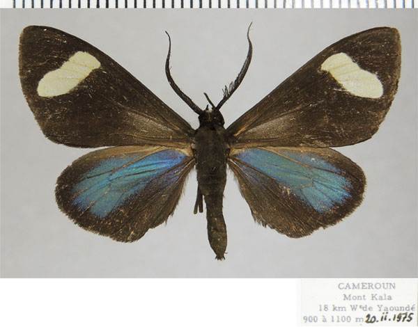 /filer/webapps/moths/media/images/T/tamsi_Pitthea_AF_ZSM.jpg