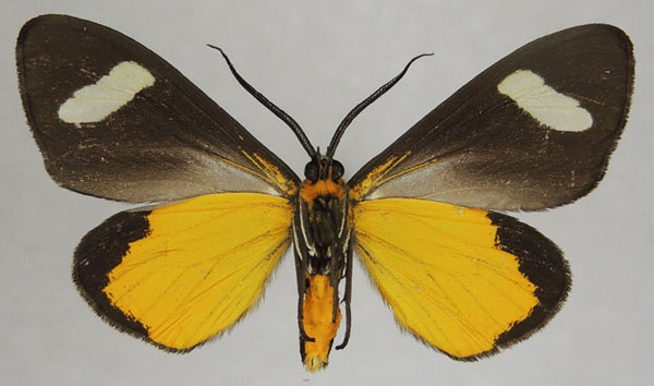 /filer/webapps/moths/media/images/T/tamsi_Pitthea_AM_ZSMb.jpg
