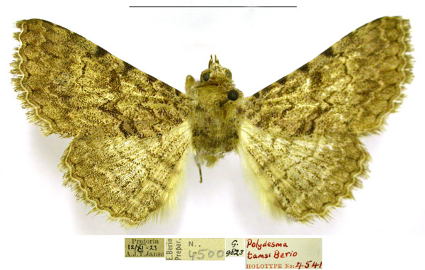 /filer/webapps/moths/media/images/T/tamsi_Polydesma_HT_TMSA.jpg