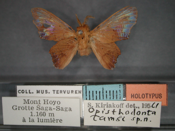 /filer/webapps/moths/media/images/T/tamsi_Stenophatna_HT_RMCA_01.jpg