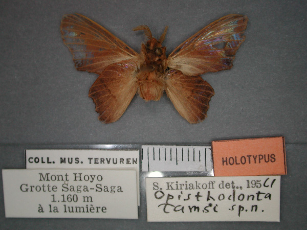 /filer/webapps/moths/media/images/T/tamsi_Stenophatna_HT_RMCA_02.jpg