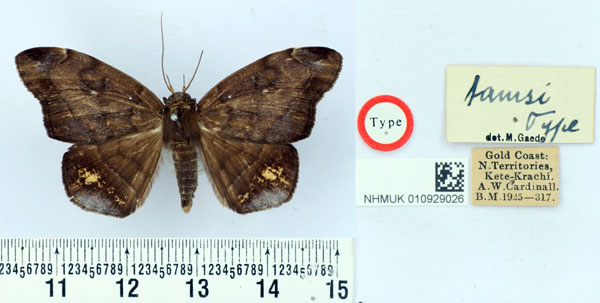 /filer/webapps/moths/media/images/T/tamsi_Taviodes_HT_BMNH.jpg
