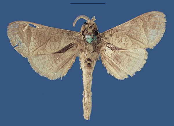 /filer/webapps/moths/media/images/T/tanaensis_Shimbania_PTM_ZSM.jpg