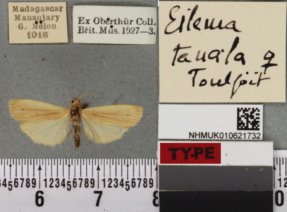 /filer/webapps/moths/media/images/T/tanala_Eilema_AT_BMNHa.jpg