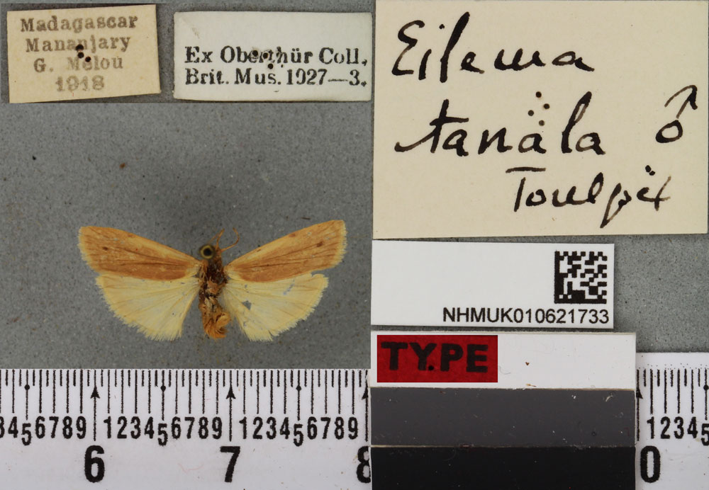 /filer/webapps/moths/media/images/T/tanala_Eilema_HT_BMNHa.jpg