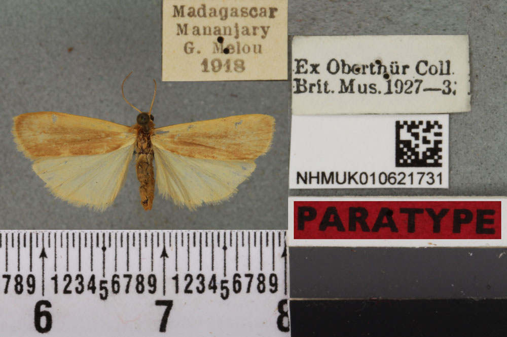 /filer/webapps/moths/media/images/T/tanala_Eilema_PTF_BMNHa.jpg