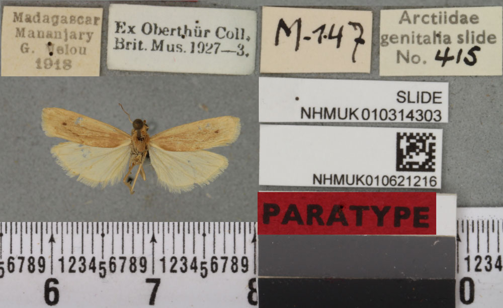 /filer/webapps/moths/media/images/T/tanala_Eilema_PTM_BMNHa.jpg
