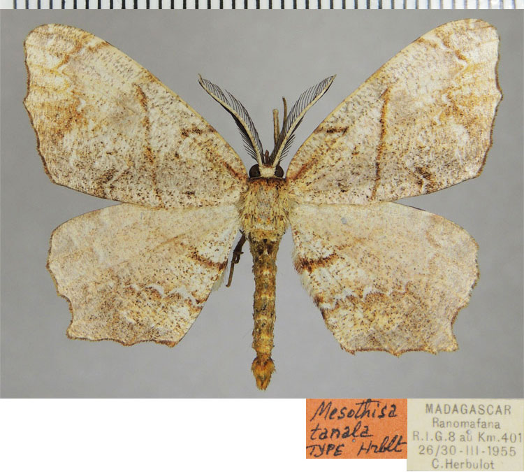 /filer/webapps/moths/media/images/T/tanala_Mesothisa_HT_ZSMa.jpg
