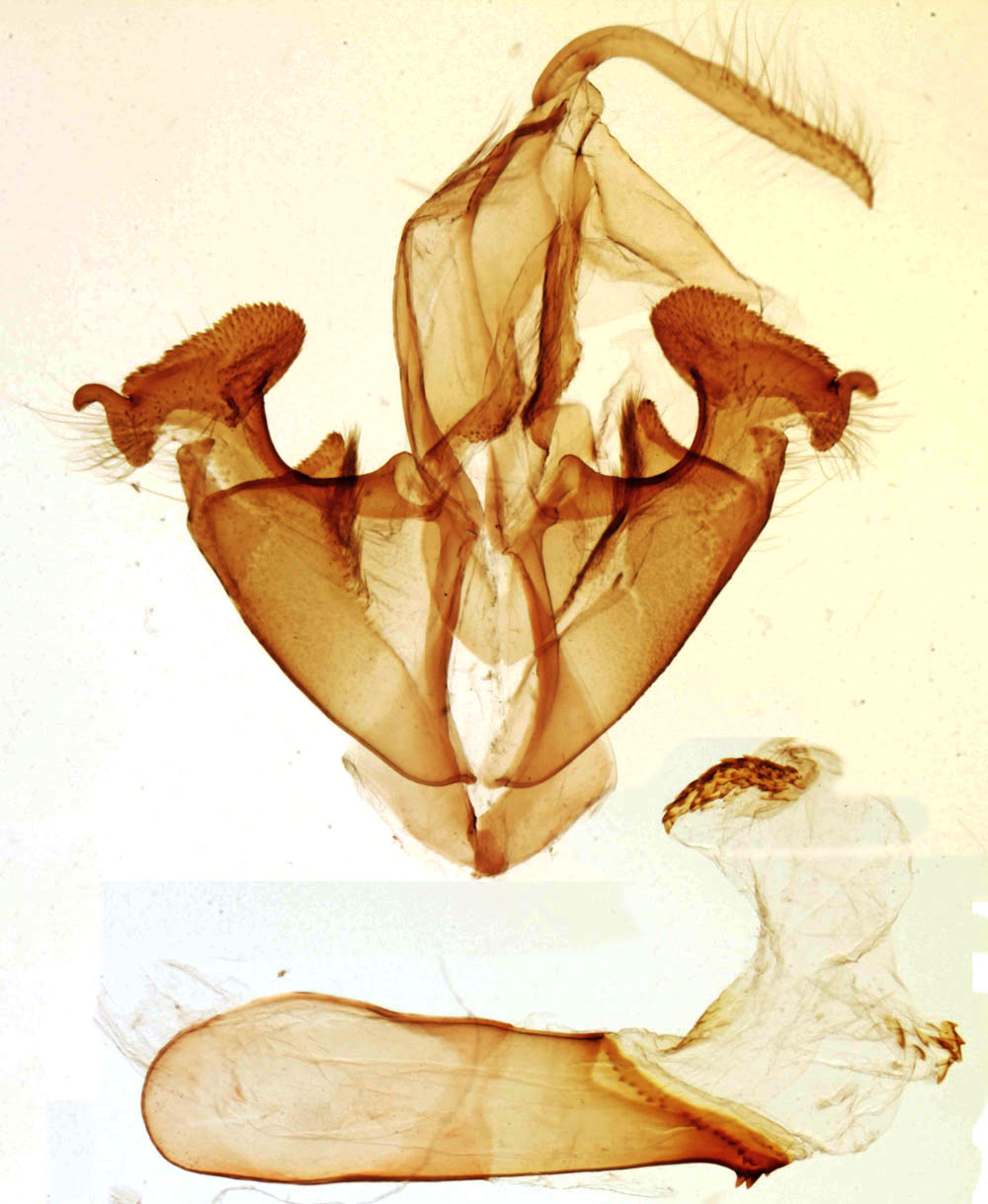 /filer/webapps/moths/media/images/T/tanda_Herpeperas_GMHT_MNHN_3577.jpg