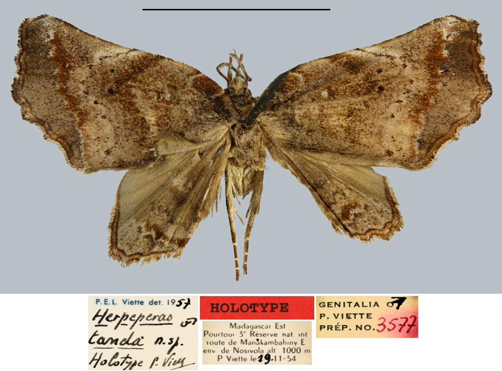 /filer/webapps/moths/media/images/T/tanda_Herpeperas_HT_MNHN.jpg