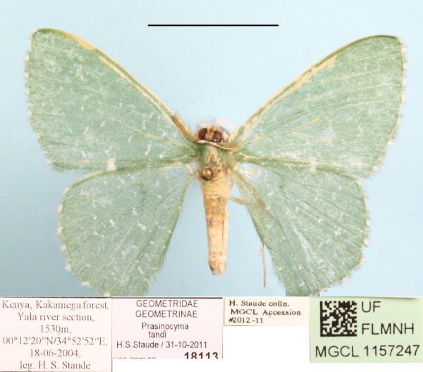 /filer/webapps/moths/media/images/T/tandi_Prasinocyma_A_MGCLa_01.JPG