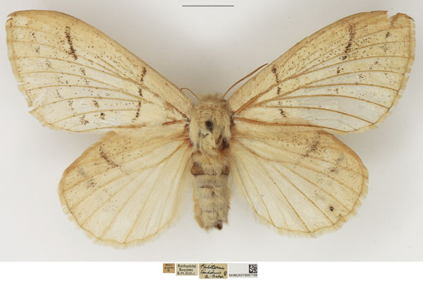 /filer/webapps/moths/media/images/T/tandoensis_Philotherma_AF_NHMUK.jpg