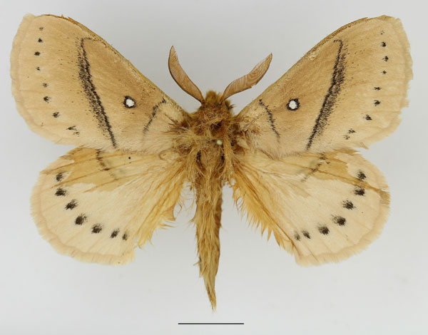 /filer/webapps/moths/media/images/T/tandoensis_Philotherma_AM_Basquin_01.jpg