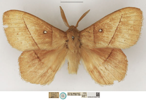 /filer/webapps/moths/media/images/T/tandoensis_Philotherma_STM_NHMUK_01.jpg