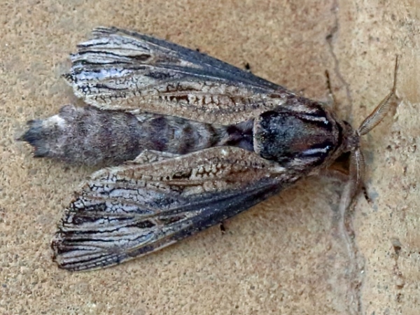 /filer/webapps/moths/media/images/T/tandoensis_Strigocossus_A_Voaden.jpg
