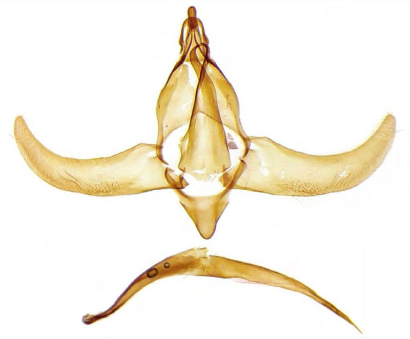/filer/webapps/moths/media/images/T/tangaensis_Protolychnis_GMHT_BMNH.jpg