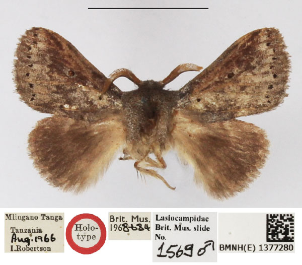 /filer/webapps/moths/media/images/T/tangani_Haplopacha_HT_NHMUK.jpg