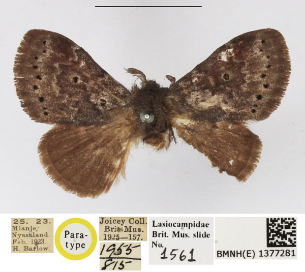 /filer/webapps/moths/media/images/T/tangani_Haplopacha_PTF_NHMUK.jpg